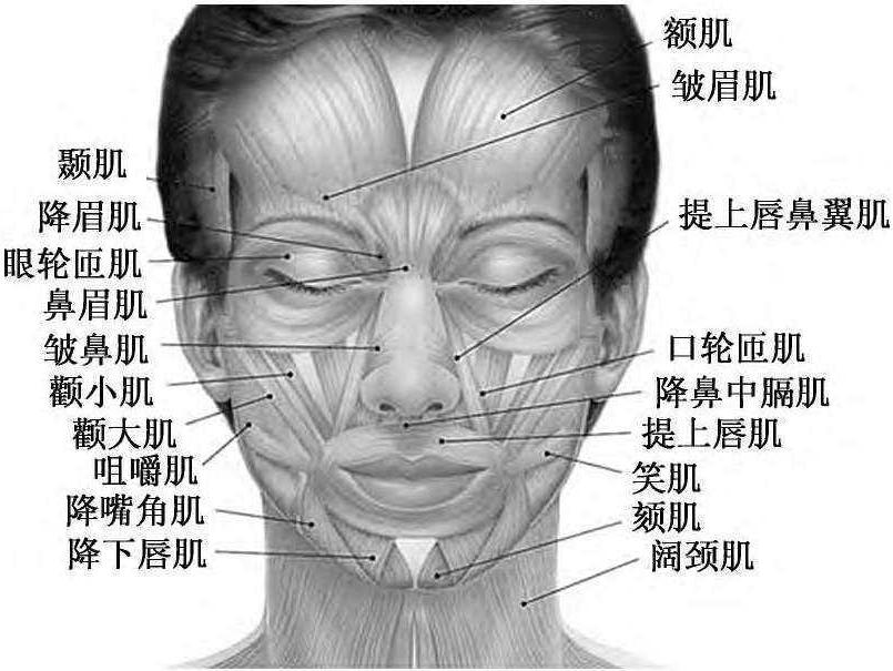 一、頭型及頭面部組織結(jié)構(gòu)